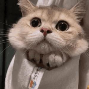 AA级国产一级毛片
